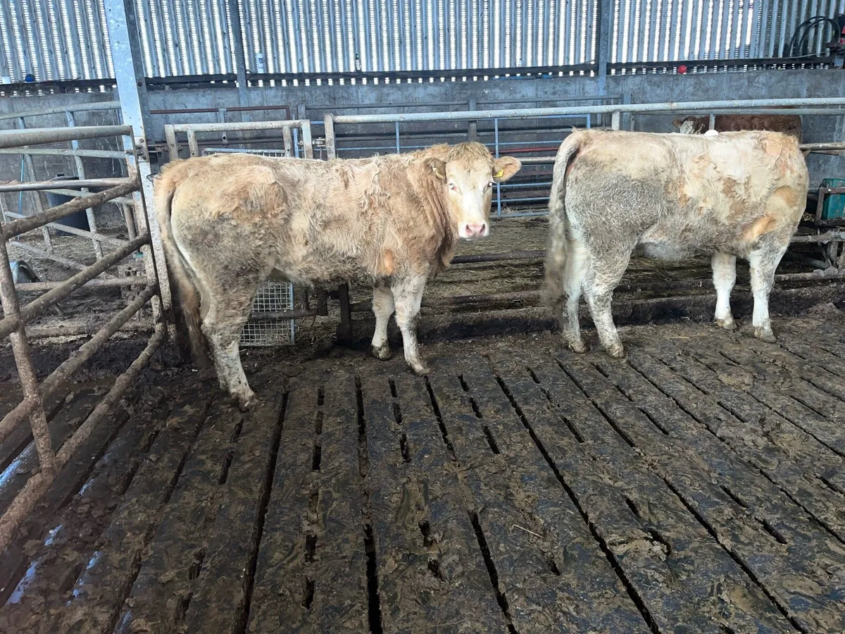 2 smashing Charolais heifers - Image 3