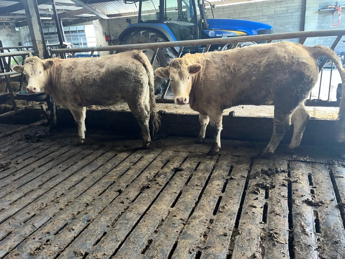 2 smashing Charolais heifers - Image 4