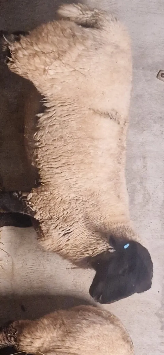 Suffolk ram lamb