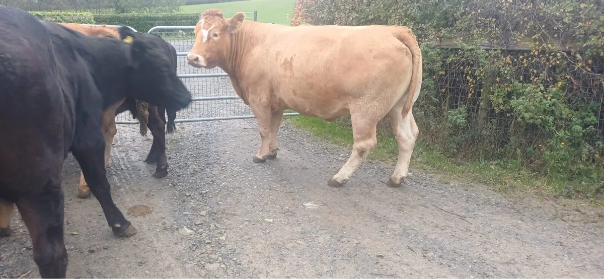Kilcullen mart sucklers + bull - Image 2