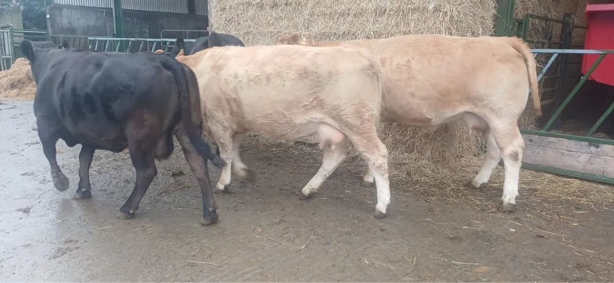 Kilcullen mart sucklers + bull - Image 3