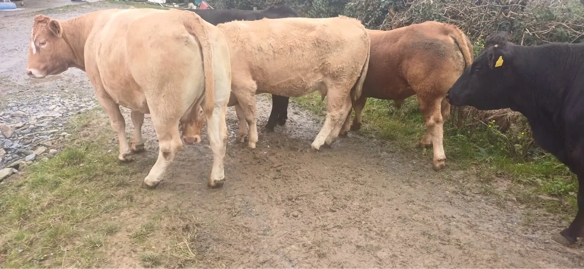 Kilcullen mart sucklers + bull - Image 4