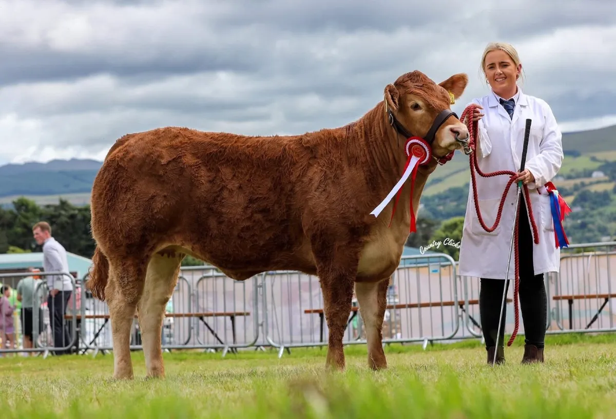 Pedigree Limousin Heifer - Image 1