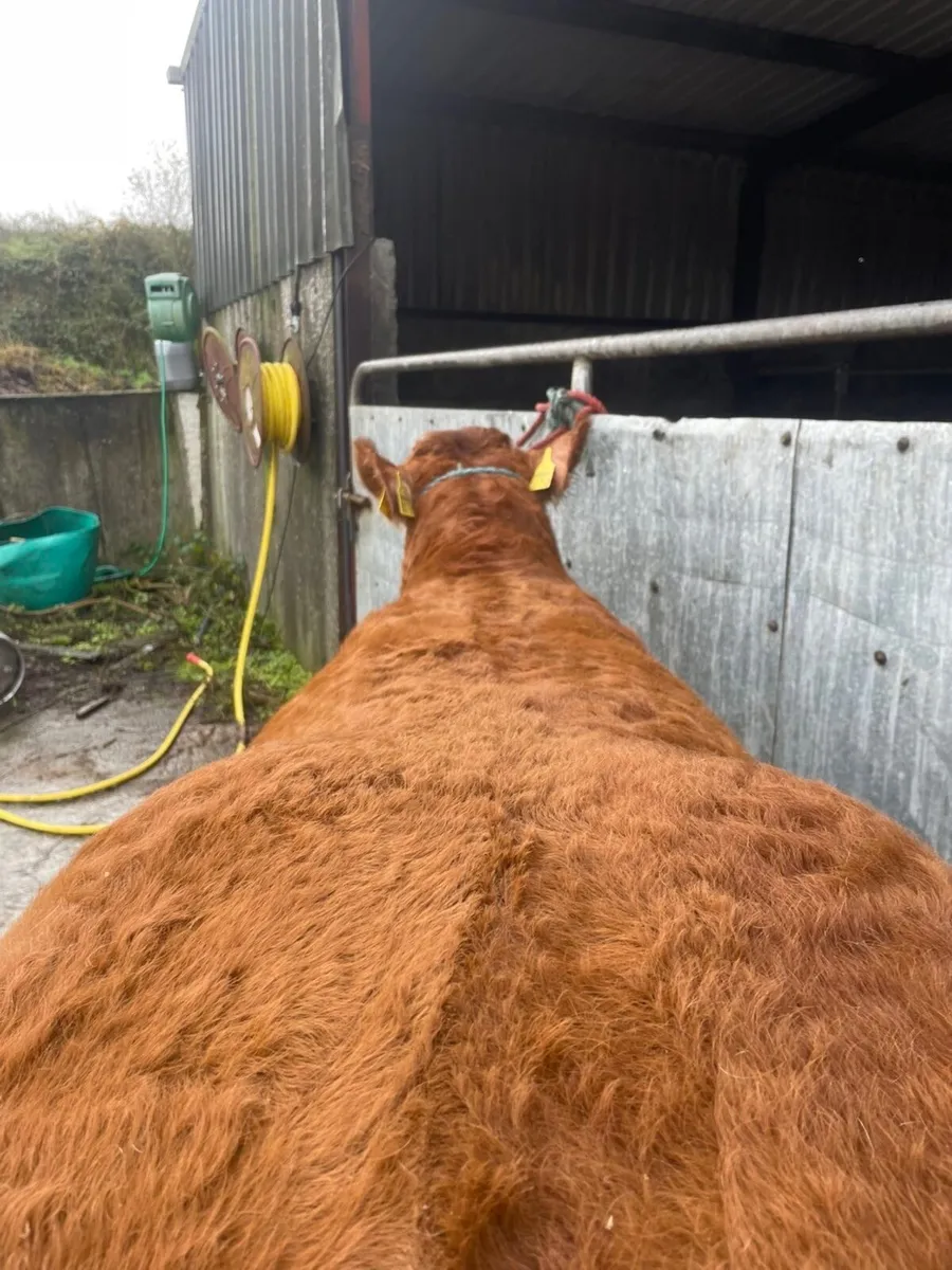 Pedigree Limousin Heifer - Image 2