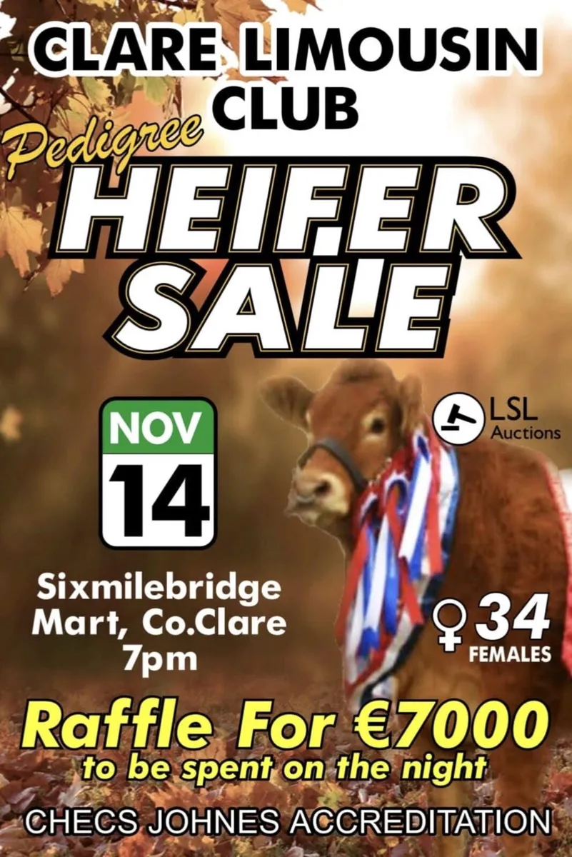 Pedigree Limousin Heifer - Image 3