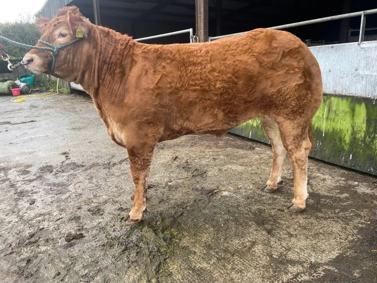 Pedigree Limousin Heifer - Image 4