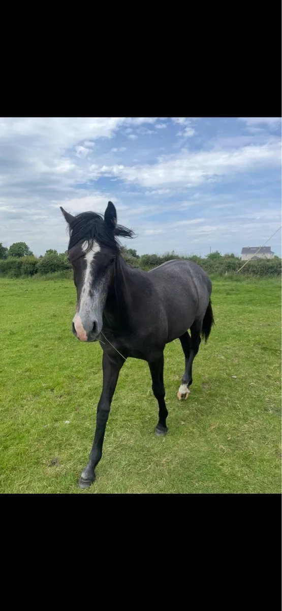 2 year old filly - Image 1