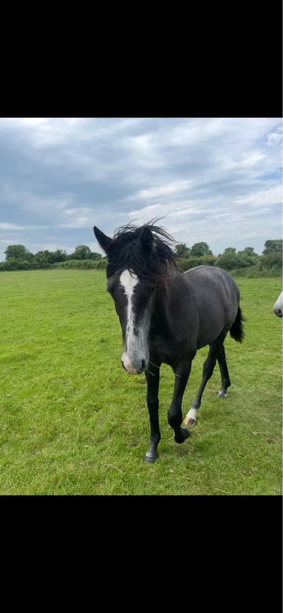 2 year old filly - Image 2