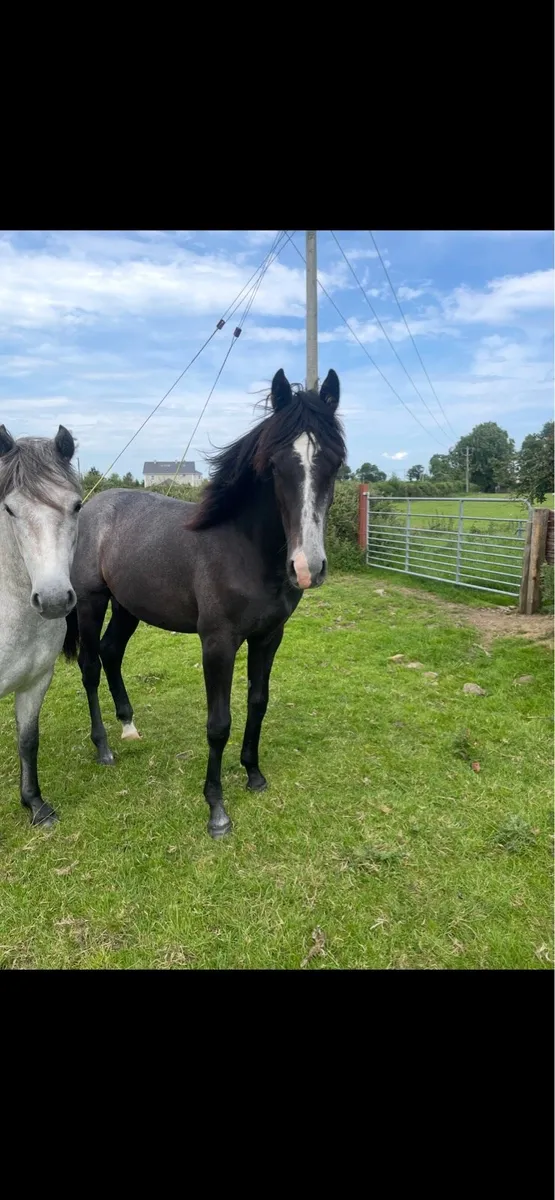 2 year old filly - Image 3