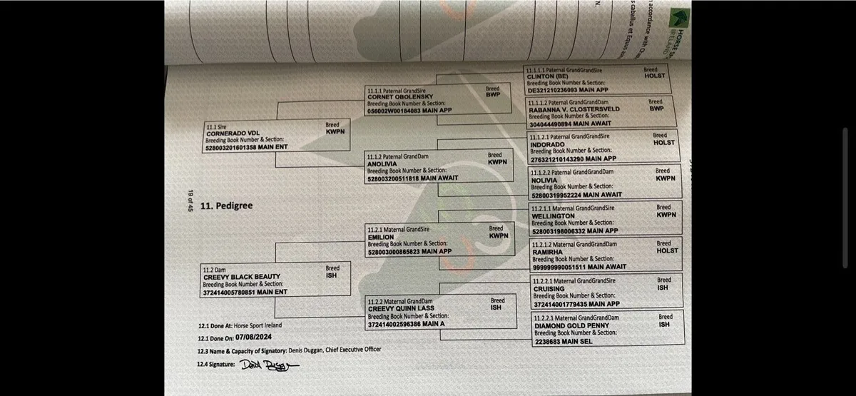 2 year old filly - Image 4