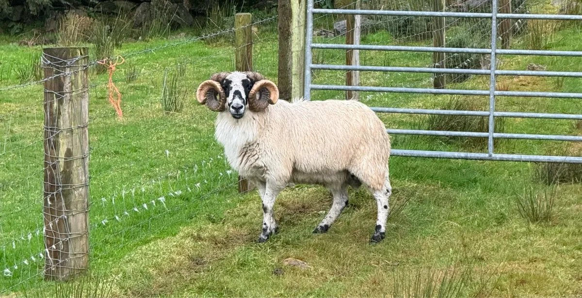 Scotch Ram - Image 1
