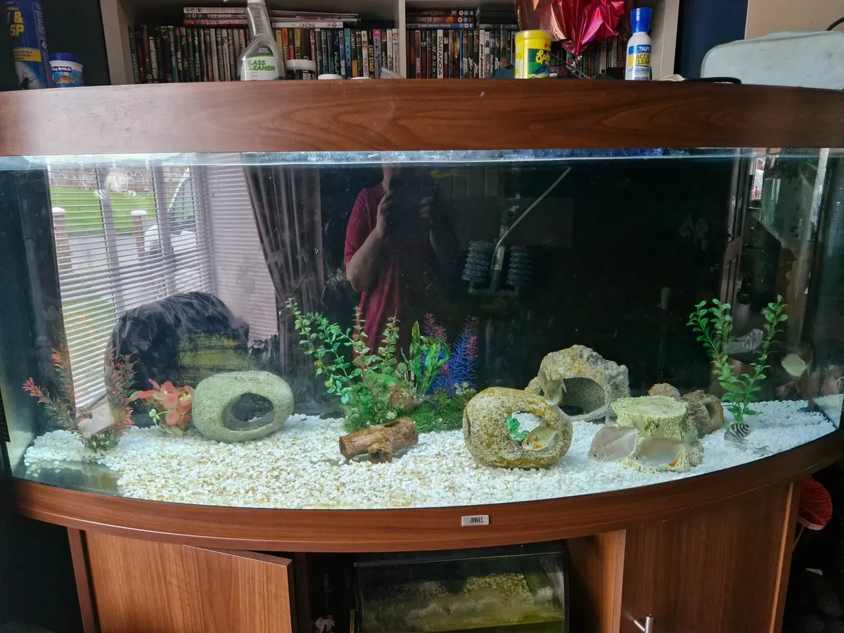 Jewel vision 450 litre mahogany aquarium - Image 1