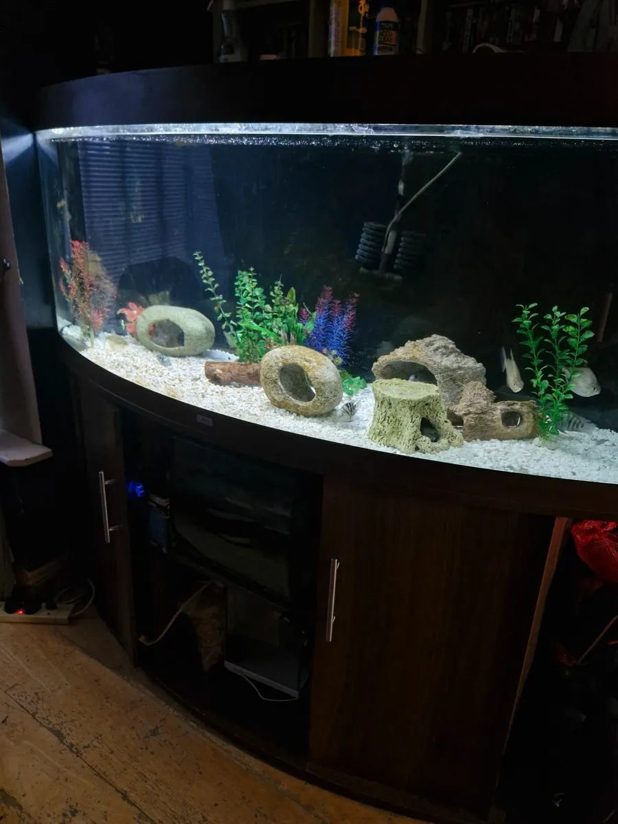 Jewel vision 450 litre mahogany aquarium - Image 3