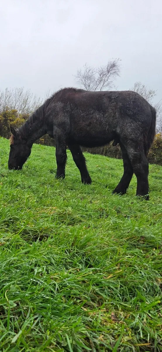 Blue Roan Draft colt - Image 1