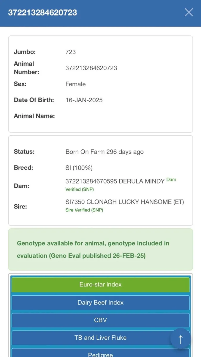 PBR Simmental Heifer - Image 4