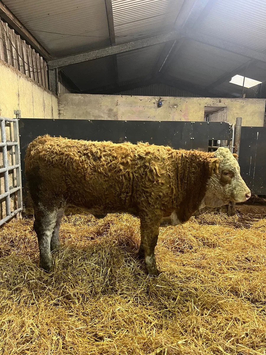 PBR Simmental Heifer - Image 1