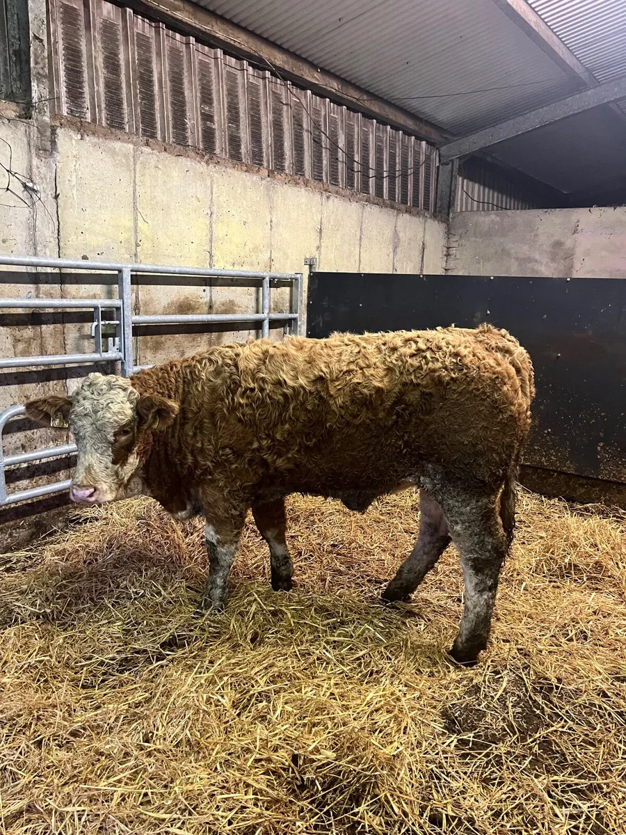 PBR Simmental Heifer - Image 2