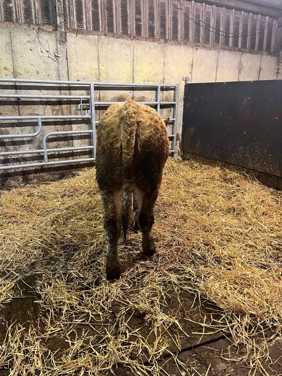 PBR Simmental Heifer - Image 3