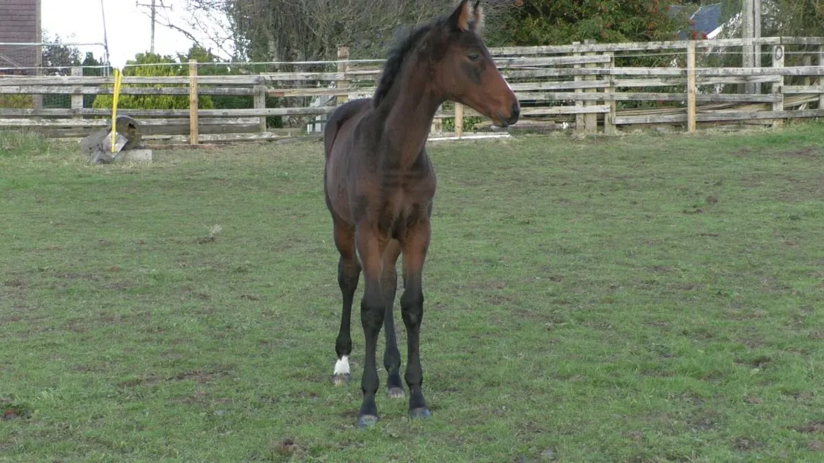 Livello filly foal - Image 3