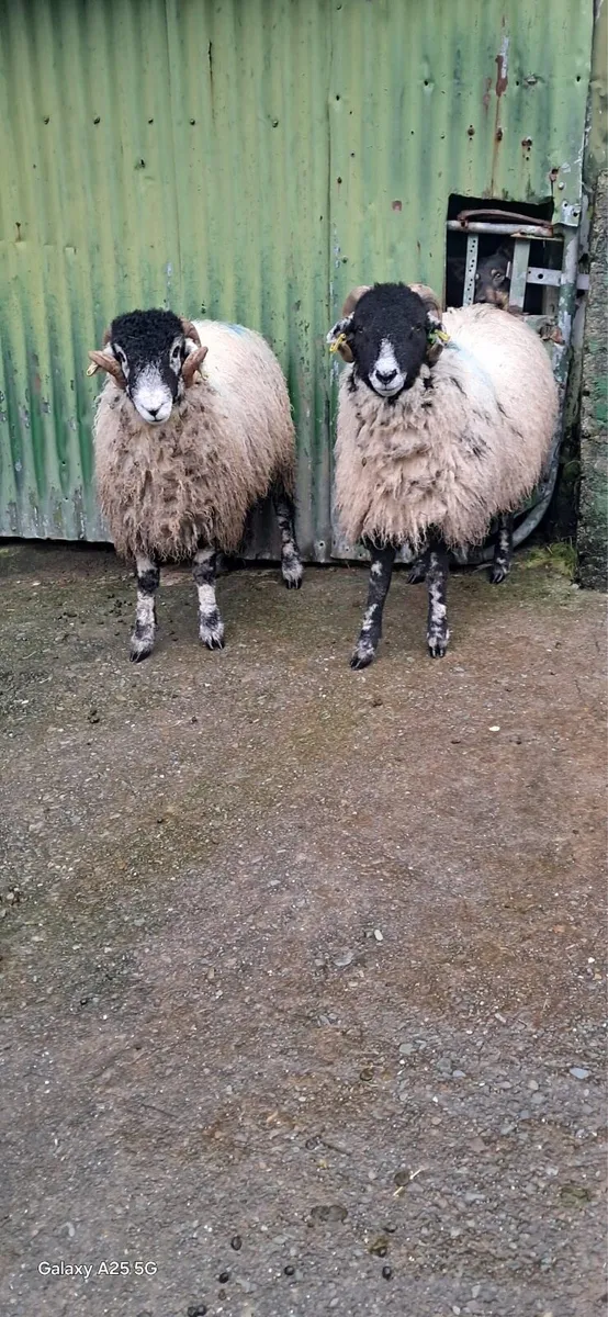 SIS purebred swaledale ram lambs SIS - Image 1