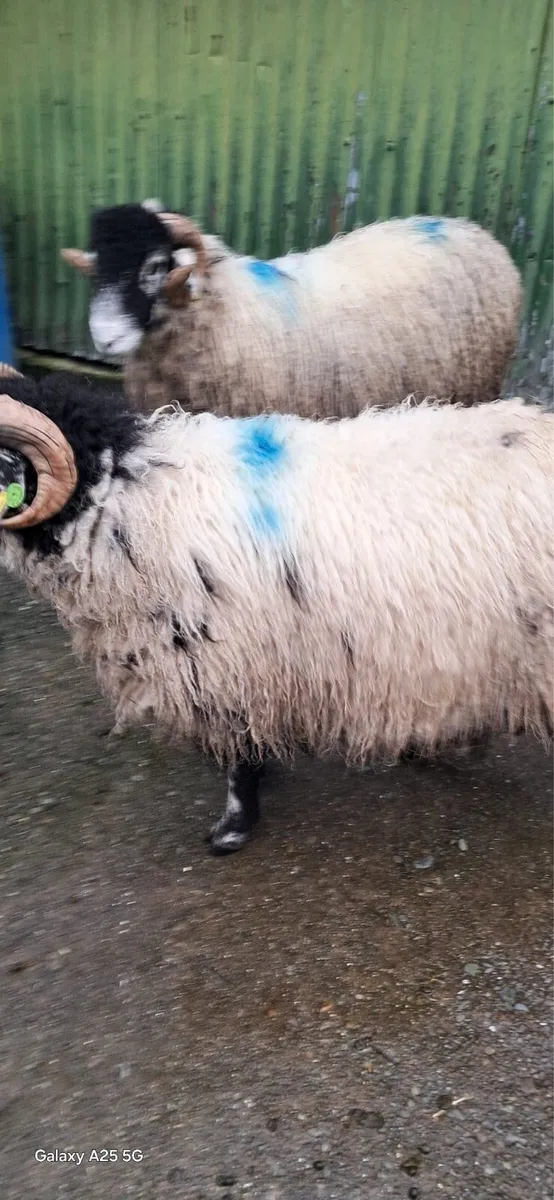 SIS purebred swaledale ram lambs SIS - Image 2