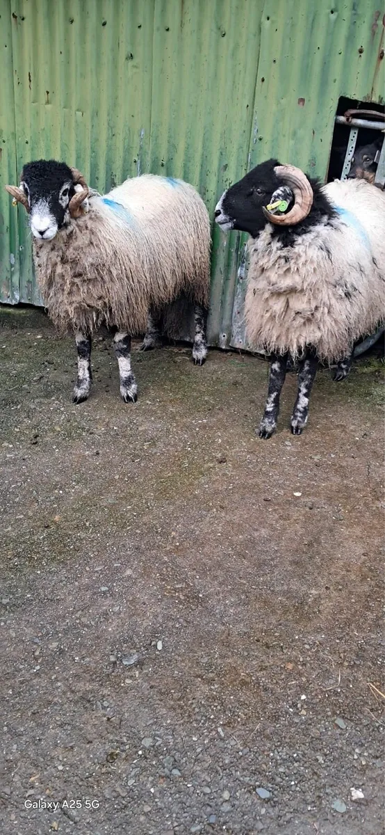 SIS purebred swaledale ram lambs SIS - Image 3