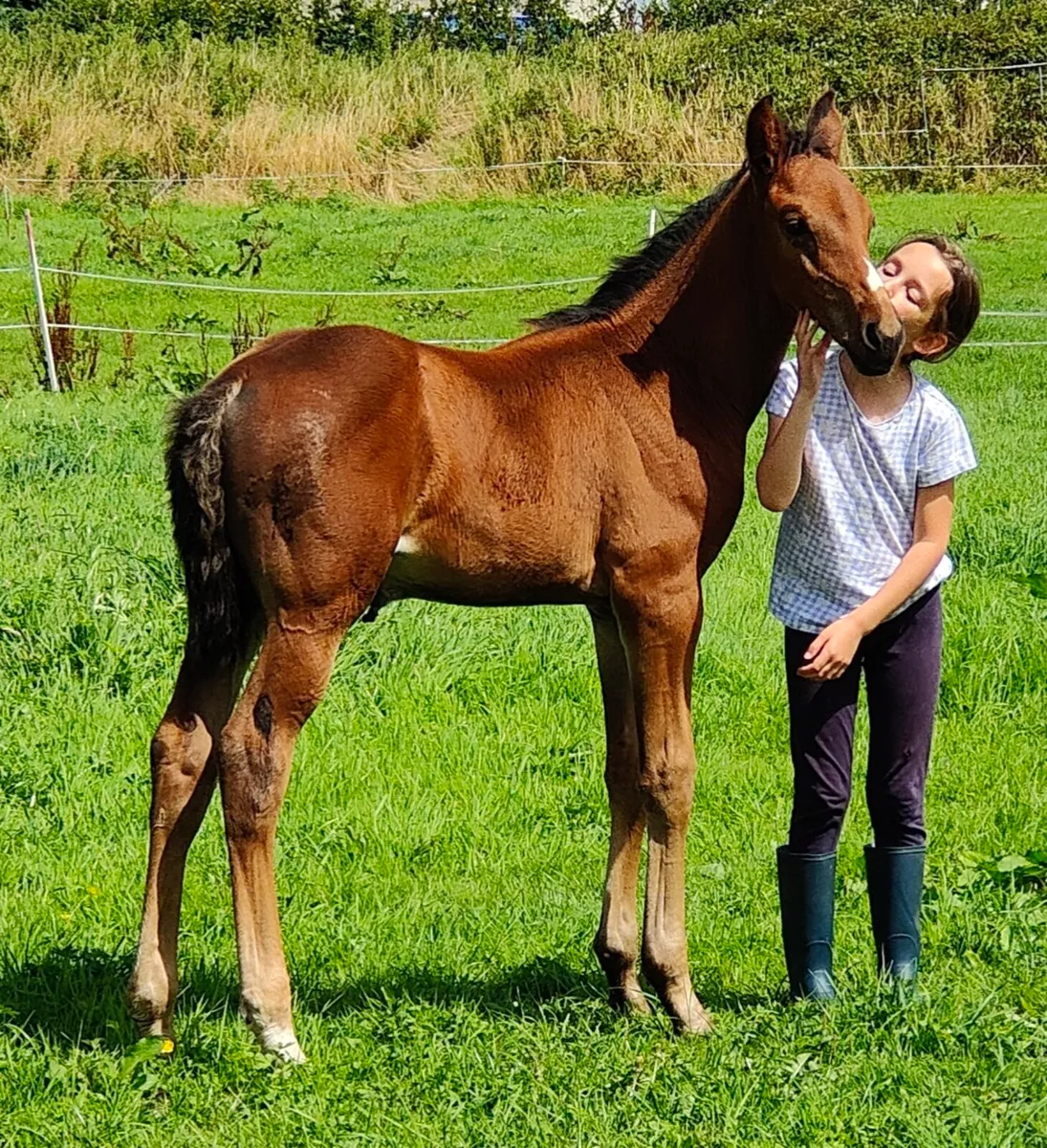 Livello filly foal - Image 1