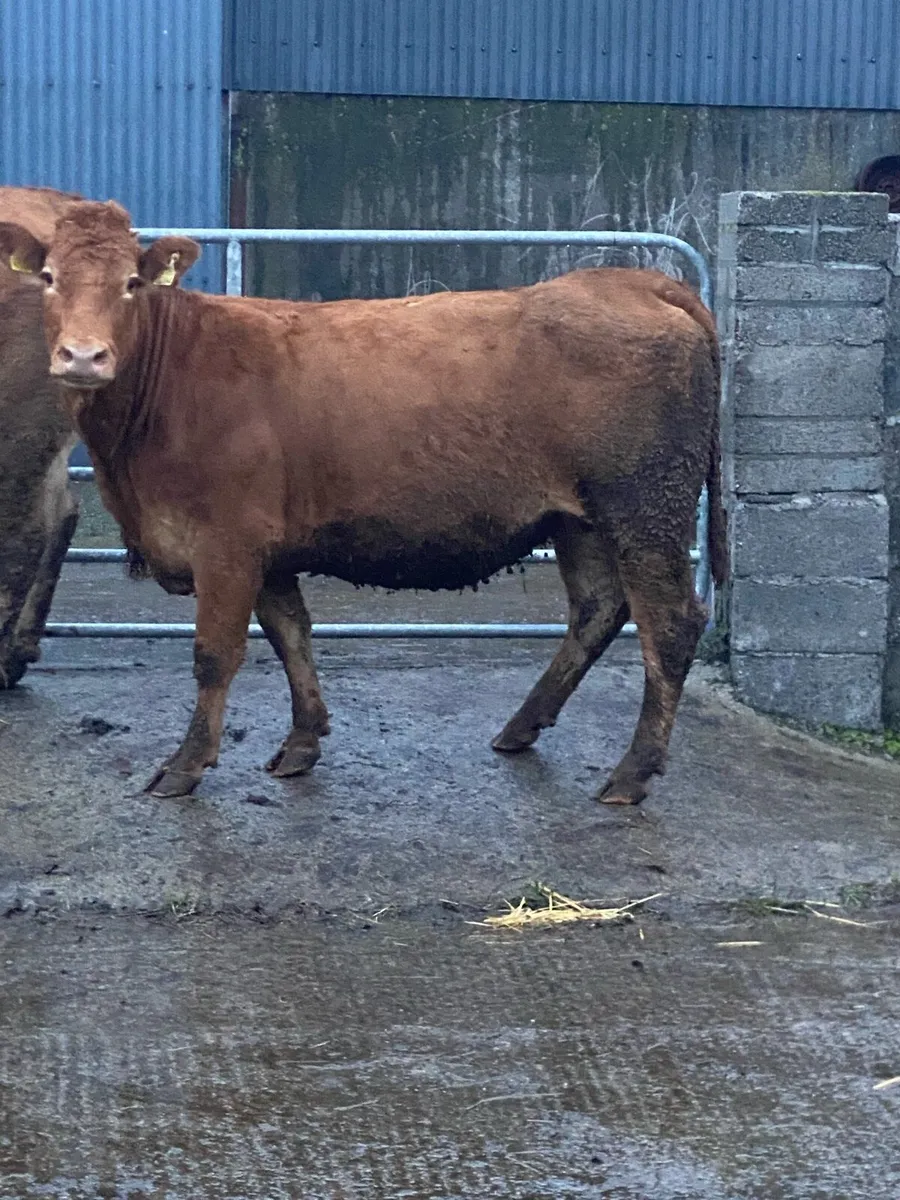 Incalf Heifer - Image 1
