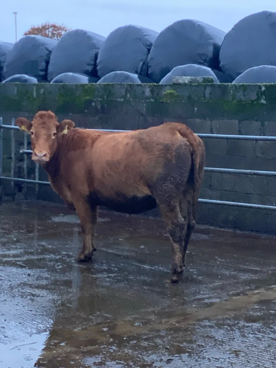 Incalf Heifer - Image 2