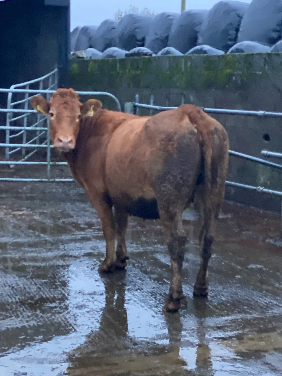 Incalf Heifer - Image 4