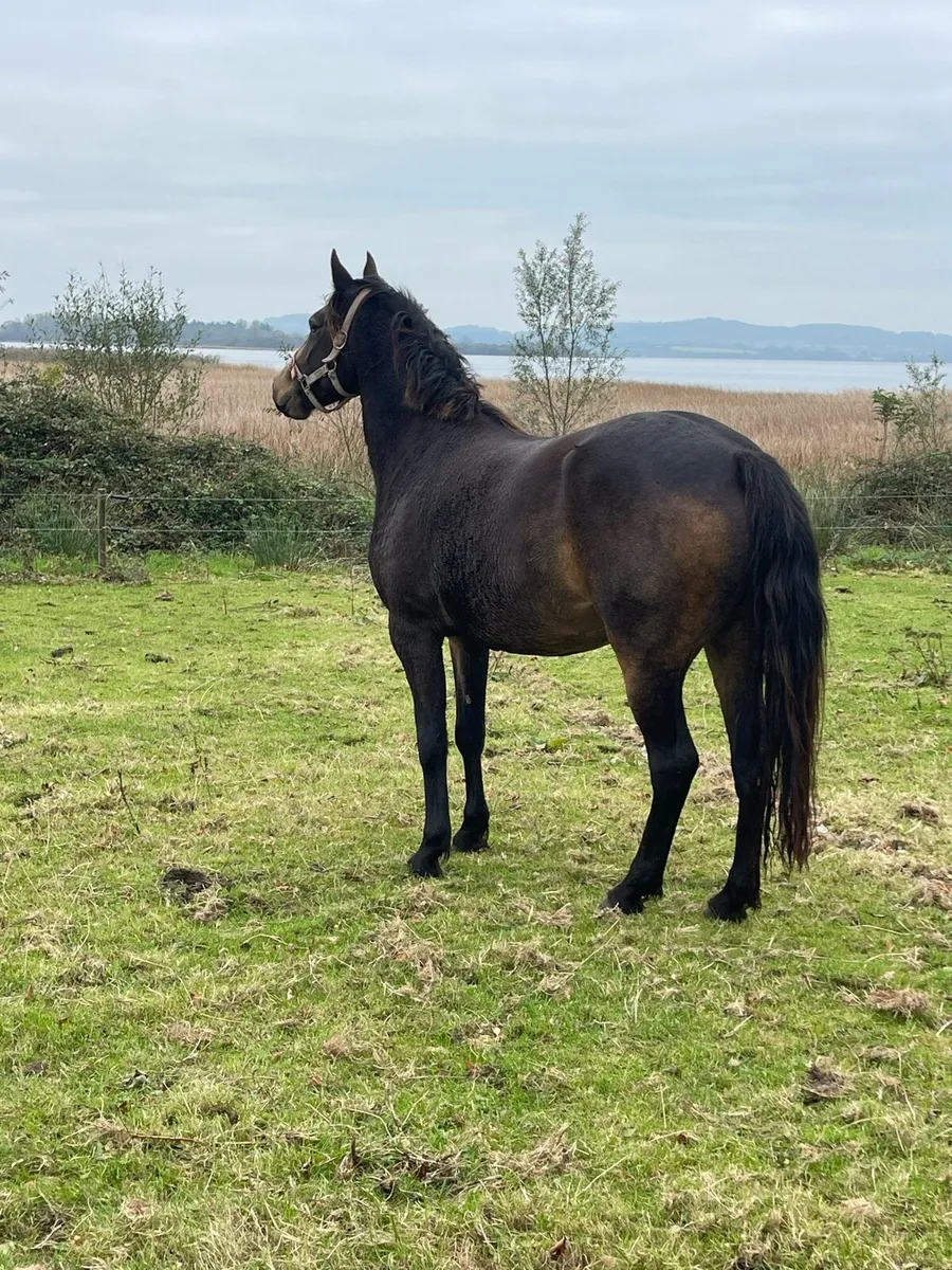 Pony Chocolate Dun filly - Image 2