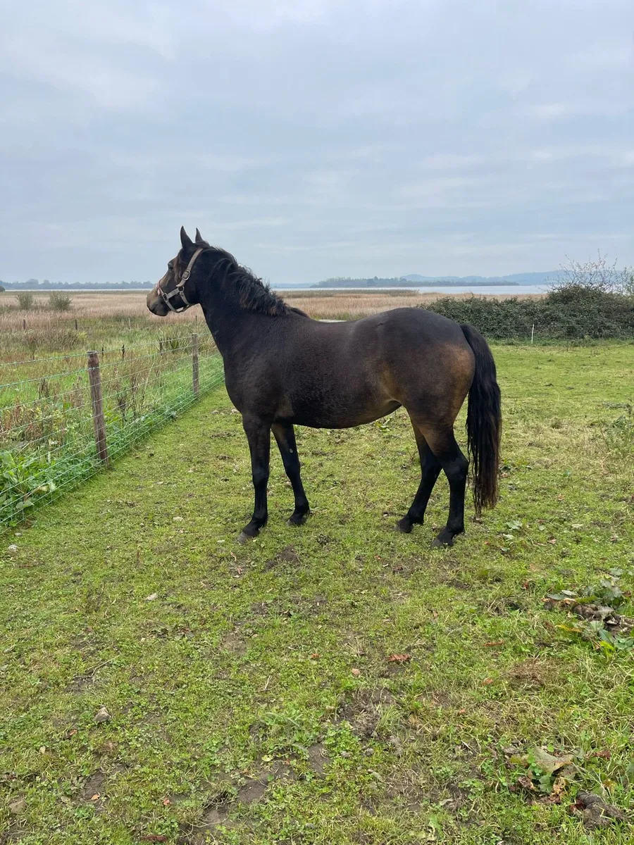 Pony Chocolate Dun filly - Image 4
