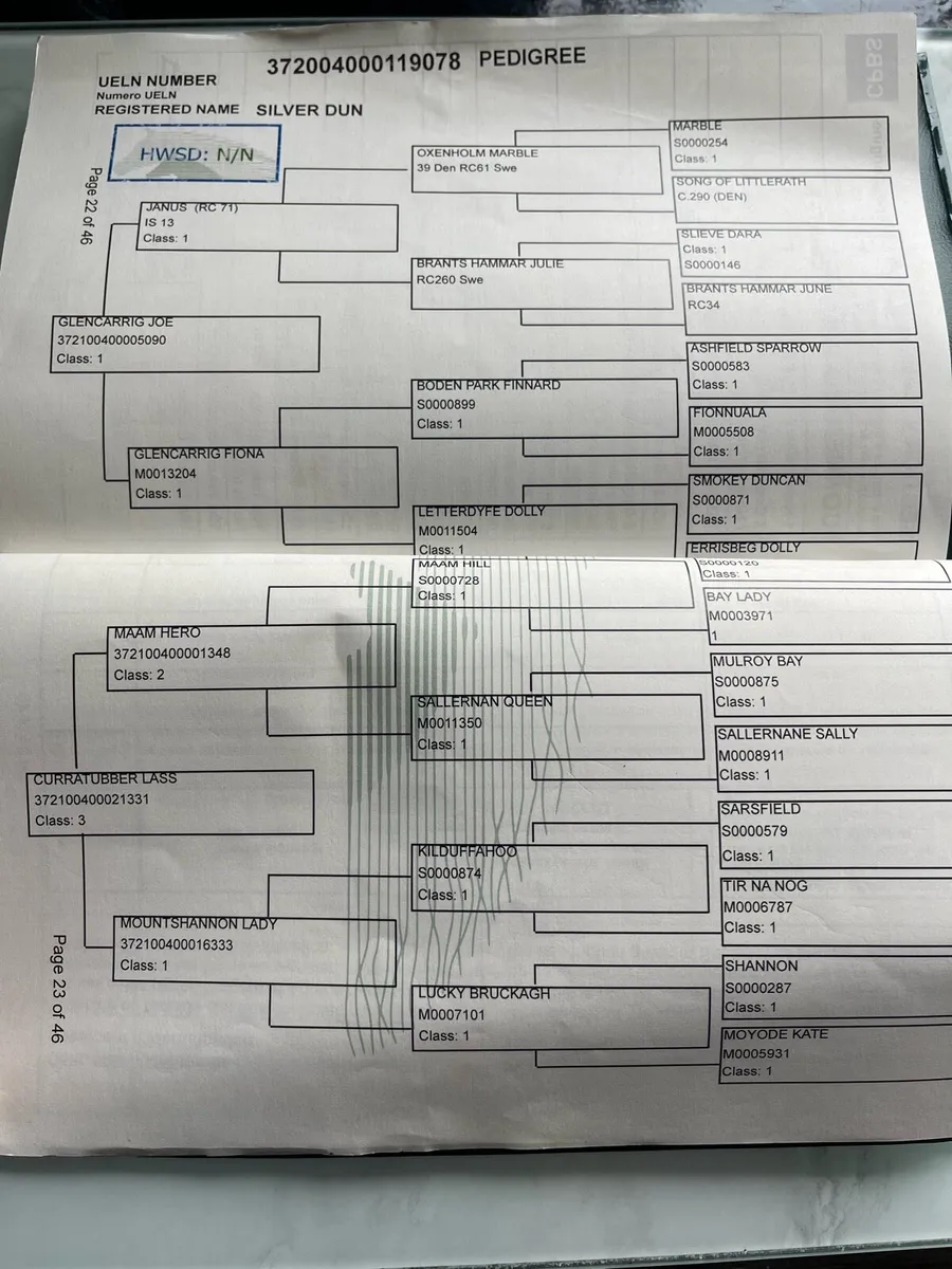 Pony Chocolate Dun filly - Image 2