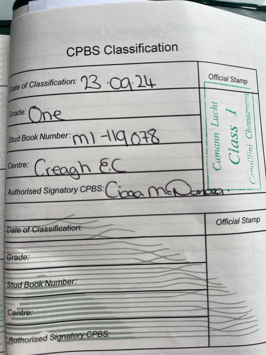 Pony Chocolate Dun filly - Image 3