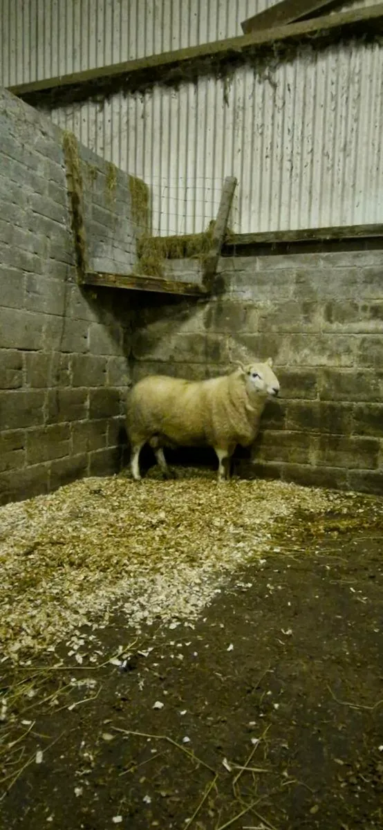 Sheep - Image 3