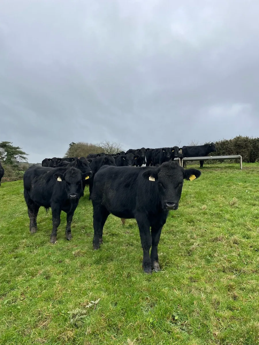 Angus Bulls - Image 1