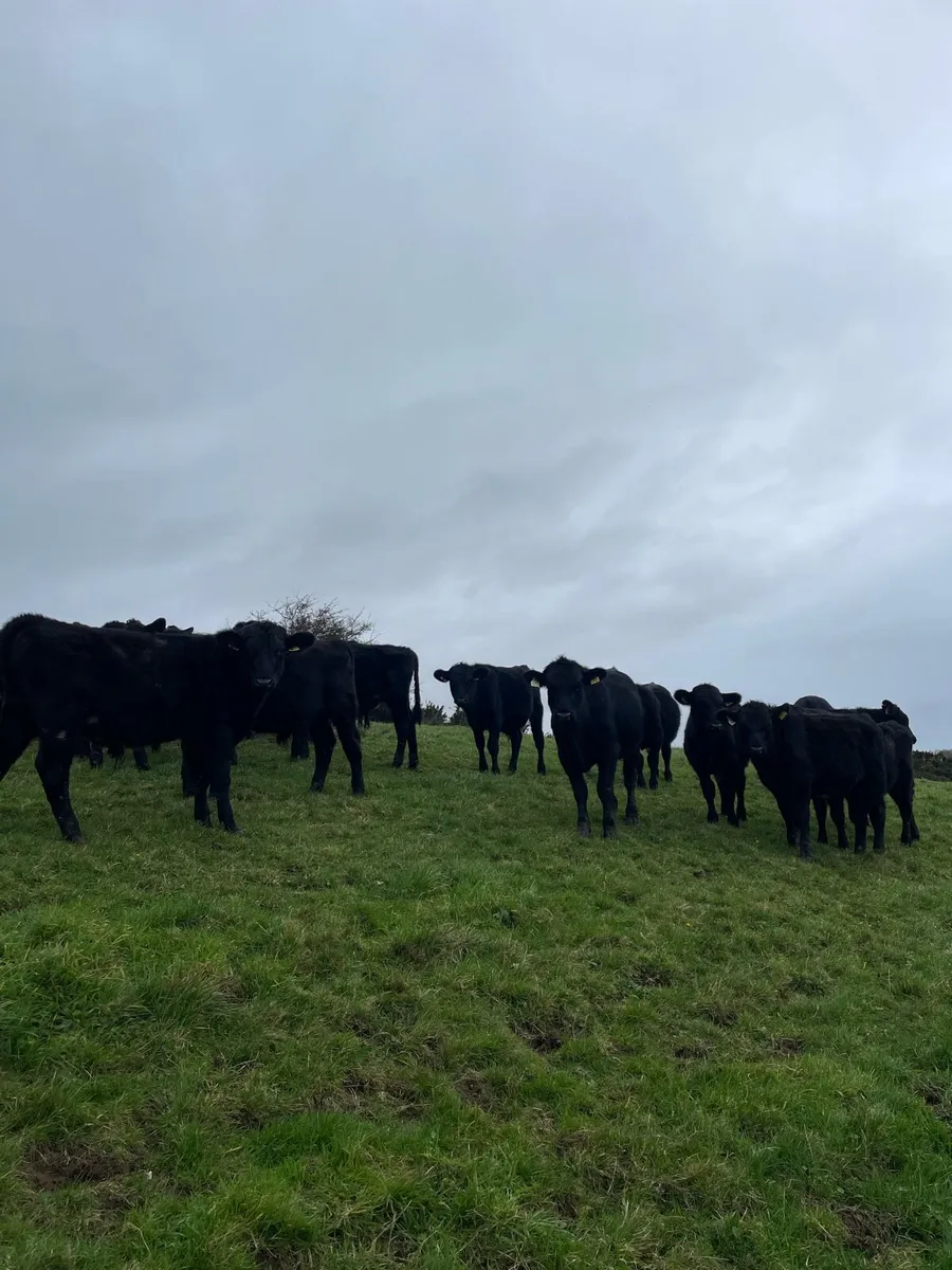 Angus Bulls - Image 2