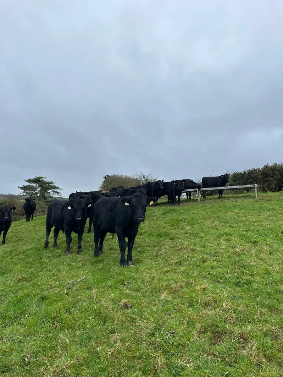 Angus Bulls - Image 3