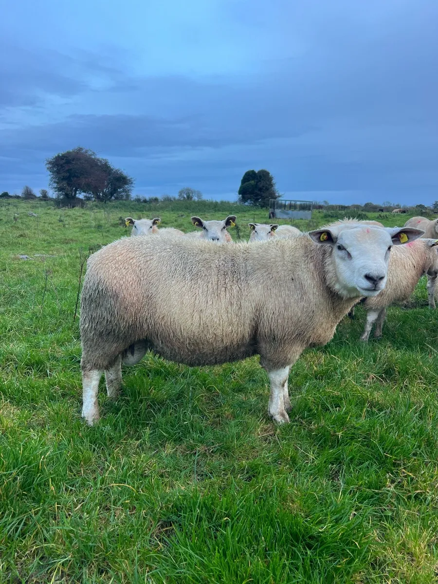 Chartex Ram lamb - Image 1