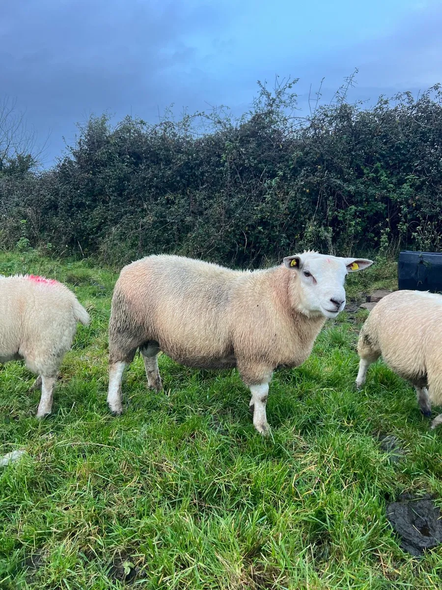 Chartex Ram lamb - Image 3