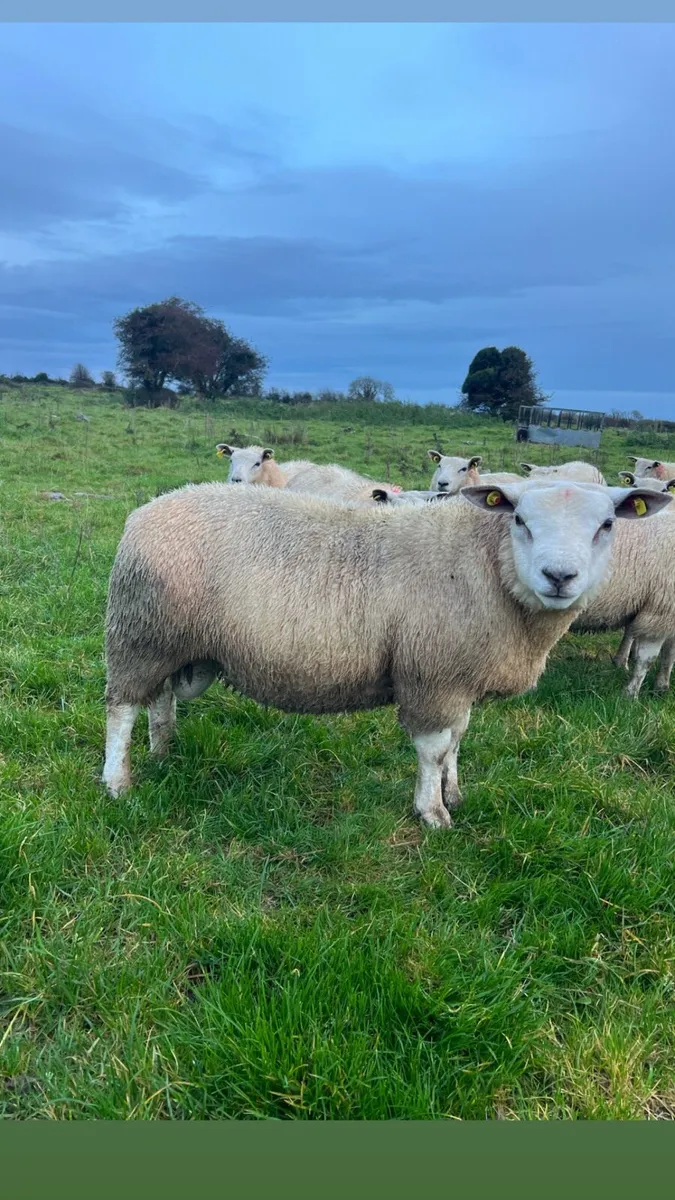 Chartex Ram lamb - Image 4