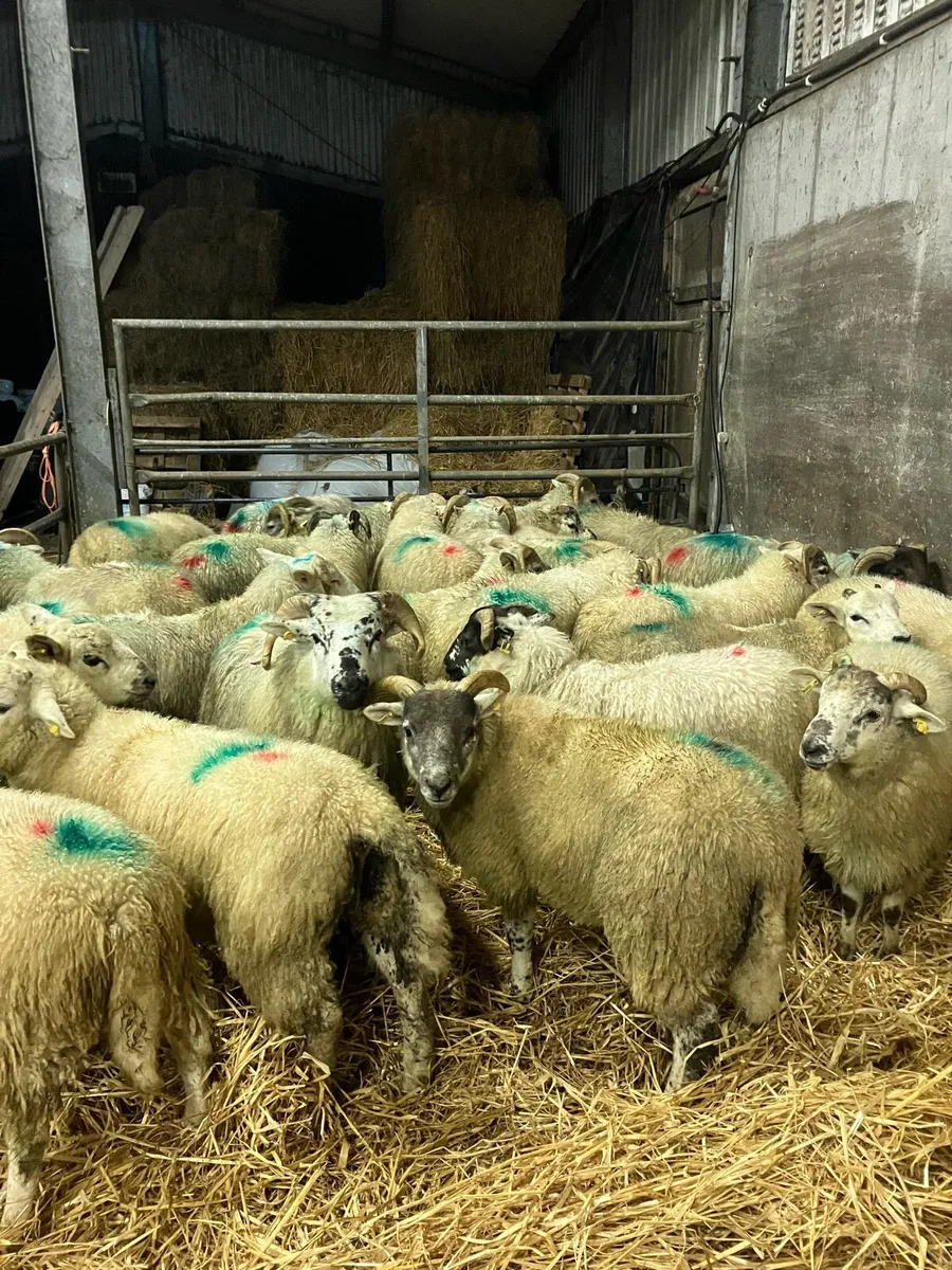 Store lambs - Image 1