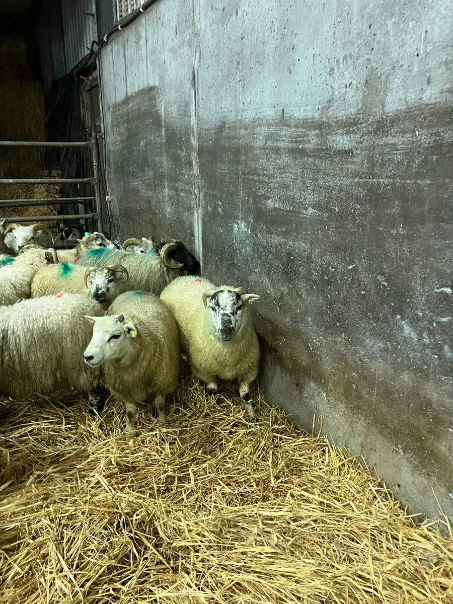 Store lambs - Image 2