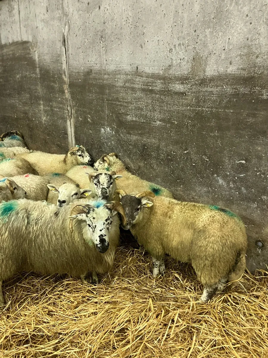 Store lambs - Image 3