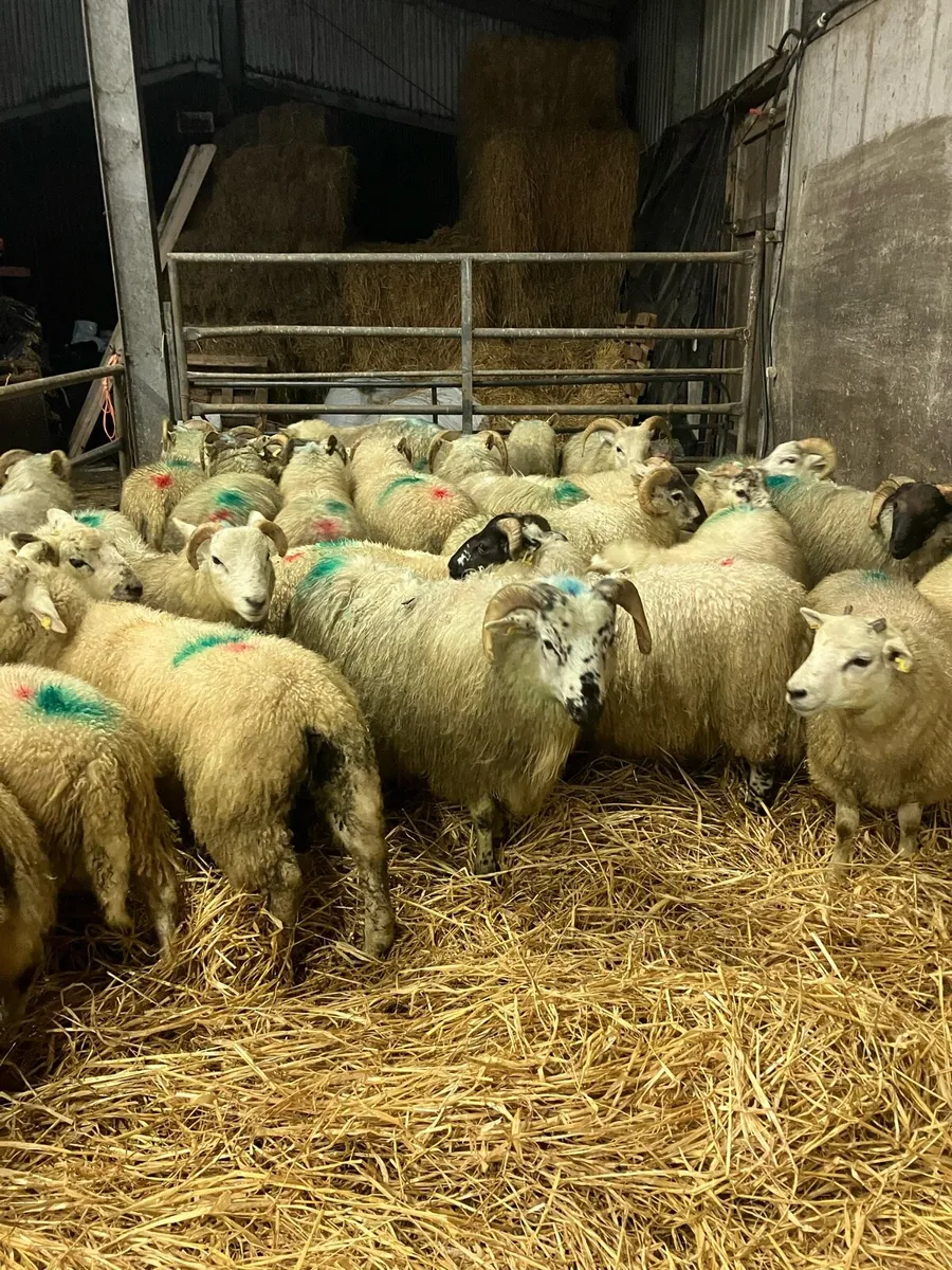 Store lambs - Image 4