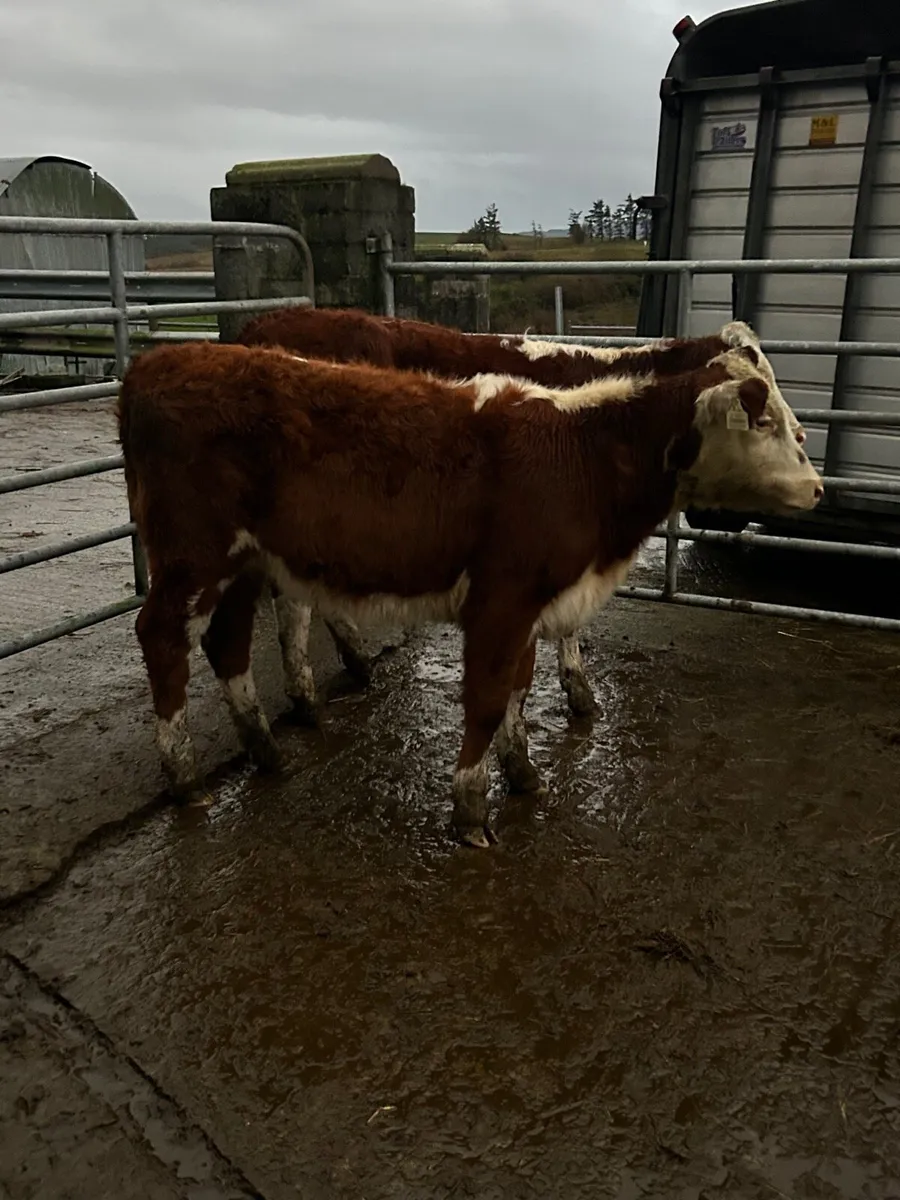 2 Red Hereford heifers - Image 1