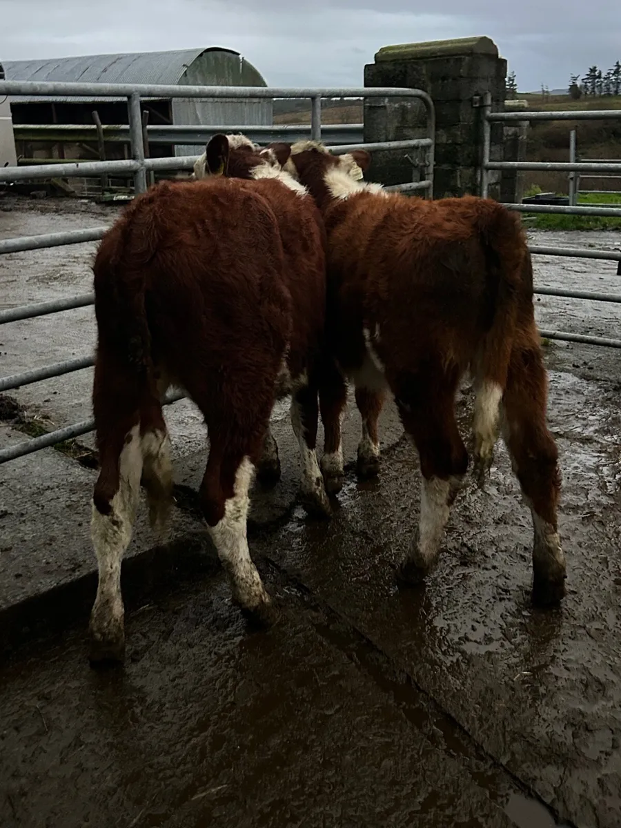 2 Red Hereford heifers - Image 2