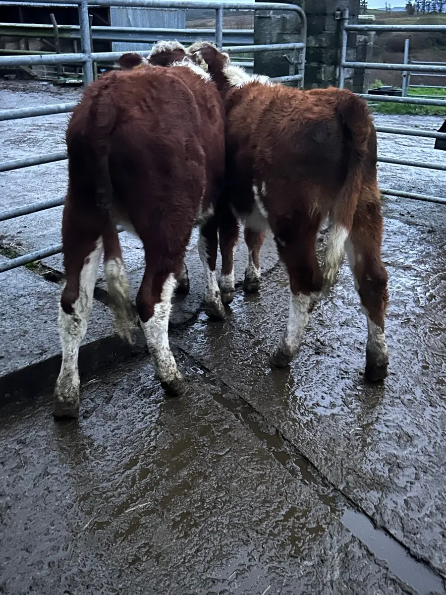 2 Red Hereford heifers - Image 3
