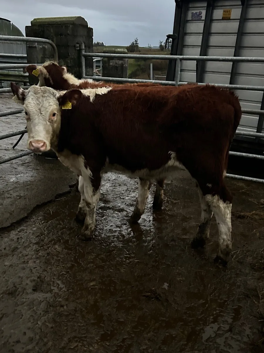 2 Red Hereford heifers - Image 4