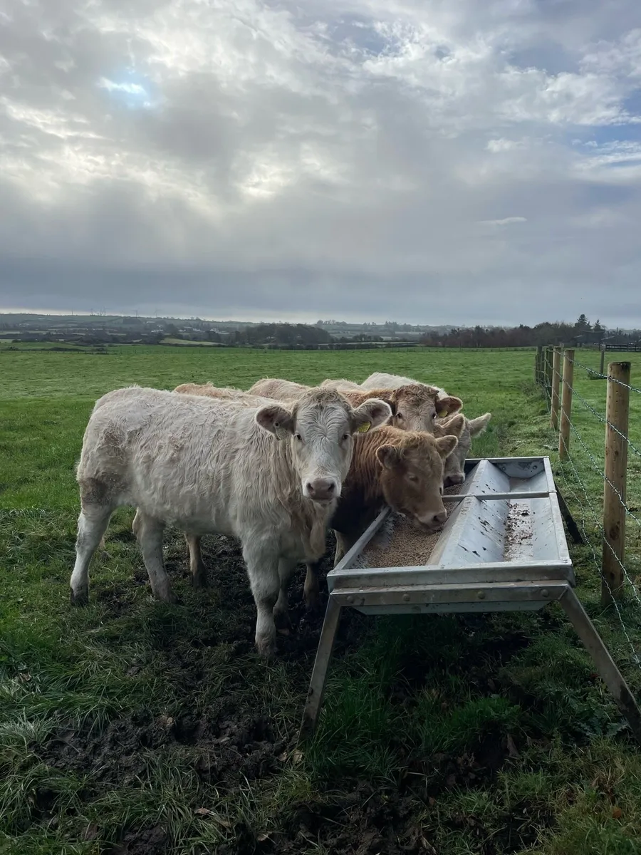 Charolais Heifers - Image 1
